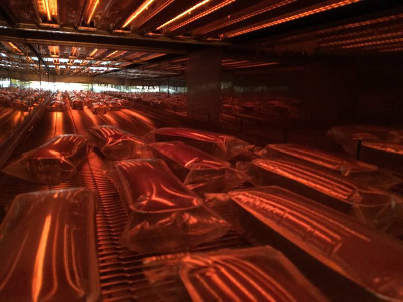 Infrared oven for cake pasteurization